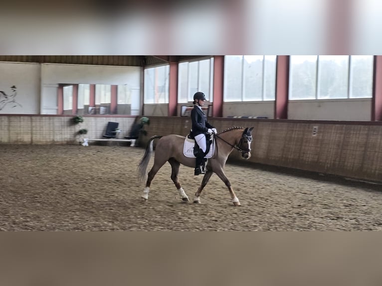 Welsh-C Wallach 12 Jahre 139 cm Dunkelfuchs in Lingen