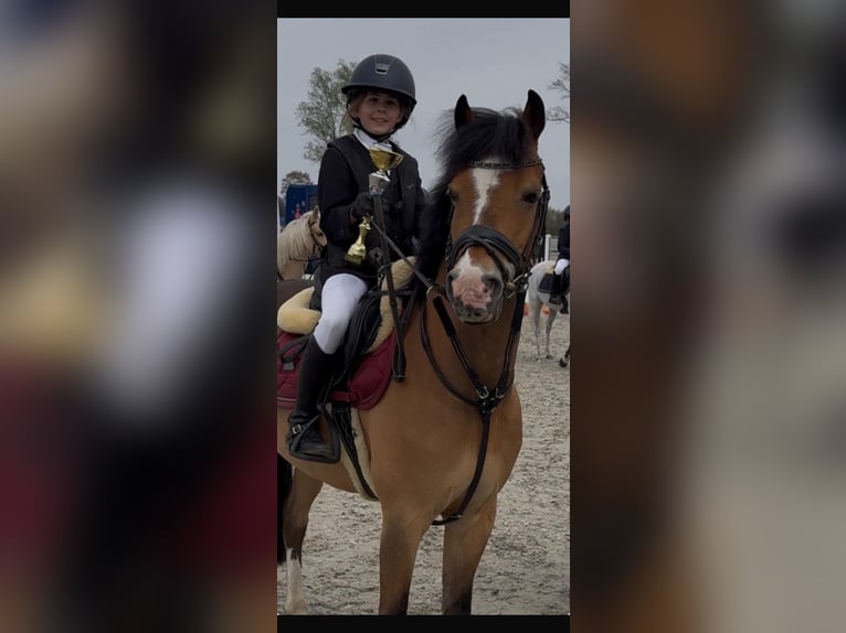 Welsh-C Wallach 12 Jahre 139 cm Falbe in Kevelaer