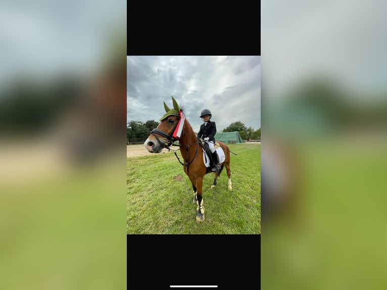 Welsh-C Wallach 12 Jahre 139 cm Falbe in Kevelaer
