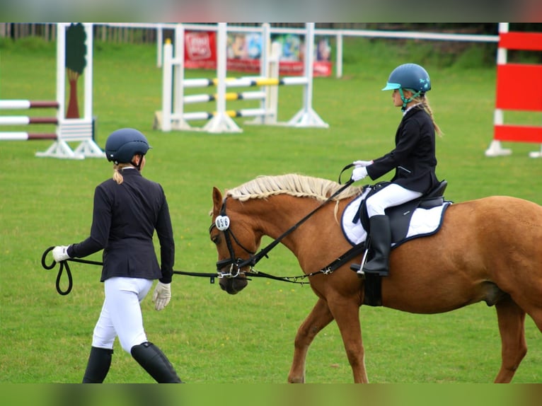 Welsh-C Wallach 13 Jahre 138 cm Palomino in Altenhausen