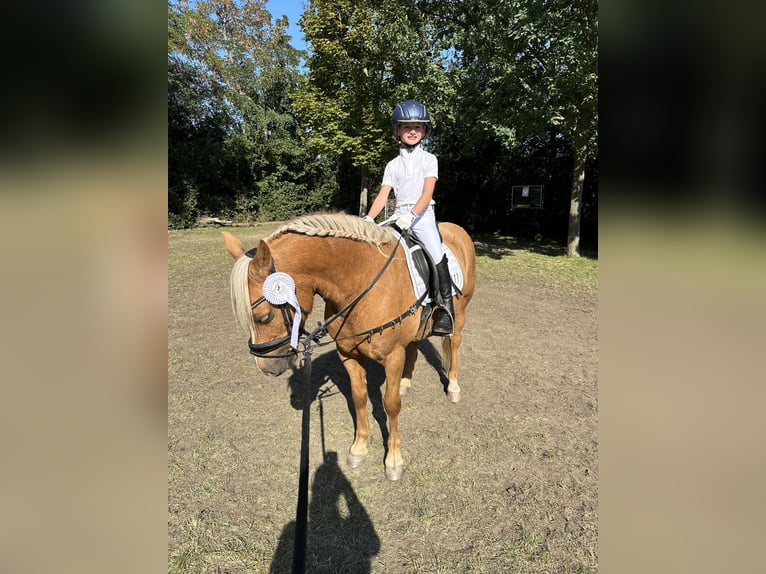 Welsh-C Wallach 13 Jahre 138 cm Palomino in Altenhausen