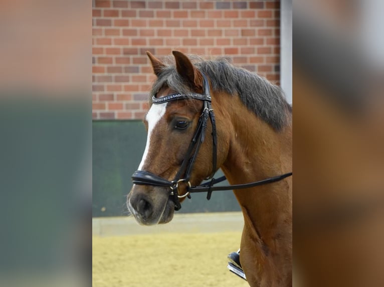 Welsh-C Wallach 13 Jahre 140 cm Dunkelfuchs in Lingen