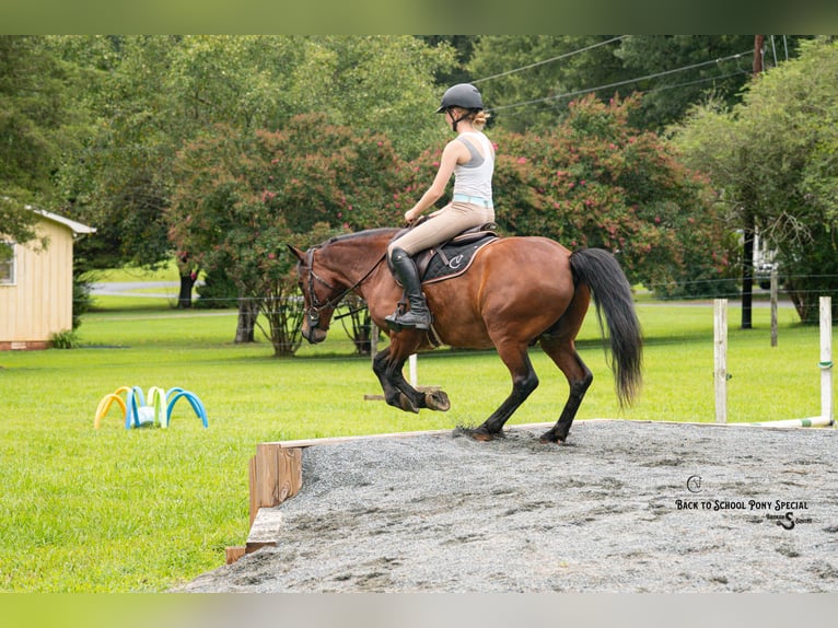 Welsh-C Mix Wallach 13 Jahre Rotbrauner in Clover