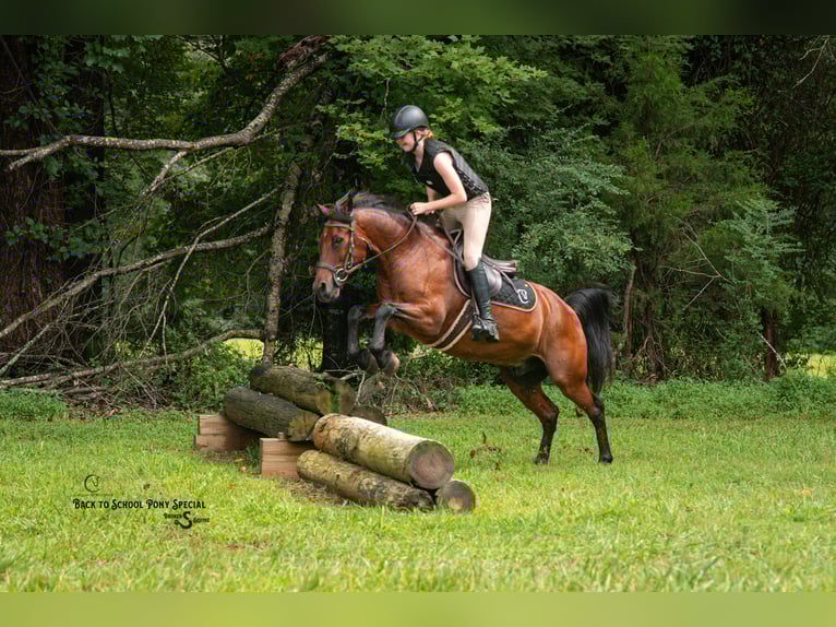 Welsh-C Mix Wallach 13 Jahre Rotbrauner in Clover