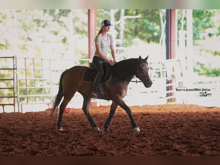 Welsh-C Mix Wallach 13 Jahre Rotbrauner in Clover