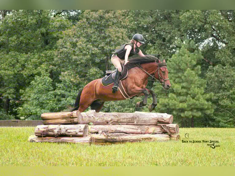 Welsh-C Mix Wallach 13 Jahre Rotbrauner in Clover