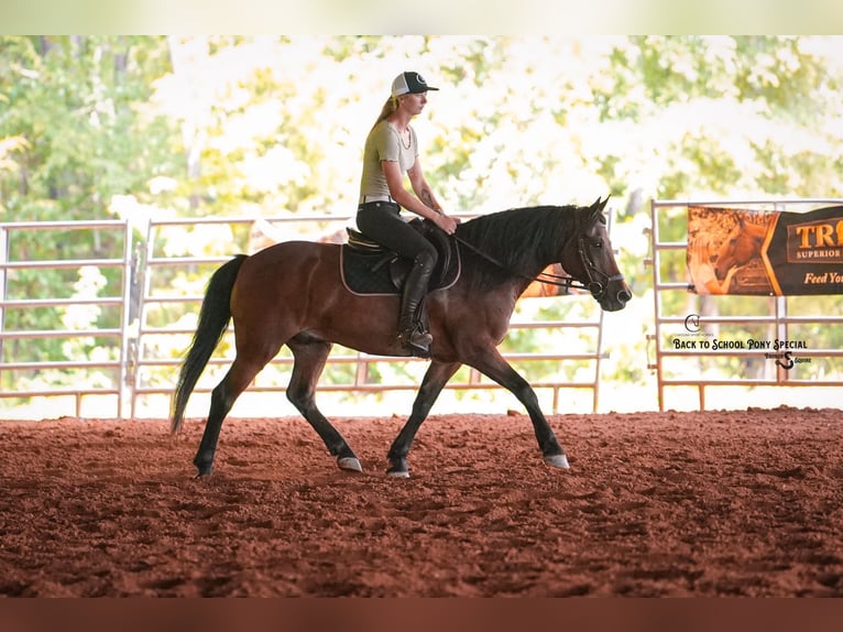 Welsh-C Mix Wallach 13 Jahre Rotbrauner in Clover