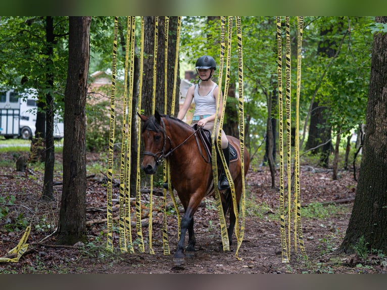 Welsh-C Mix Wallach 13 Jahre Rotbrauner in Clover