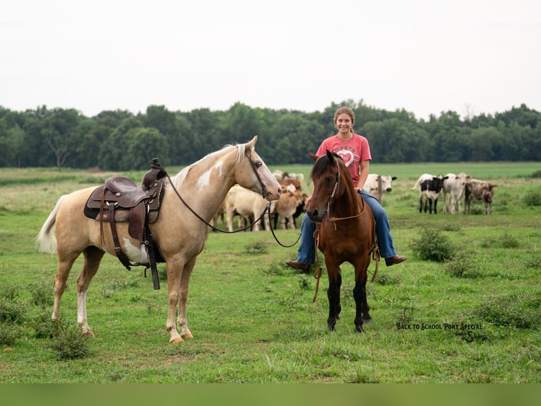 Welsh-C Mix Wallach 13 Jahre Rotbrauner in Clover