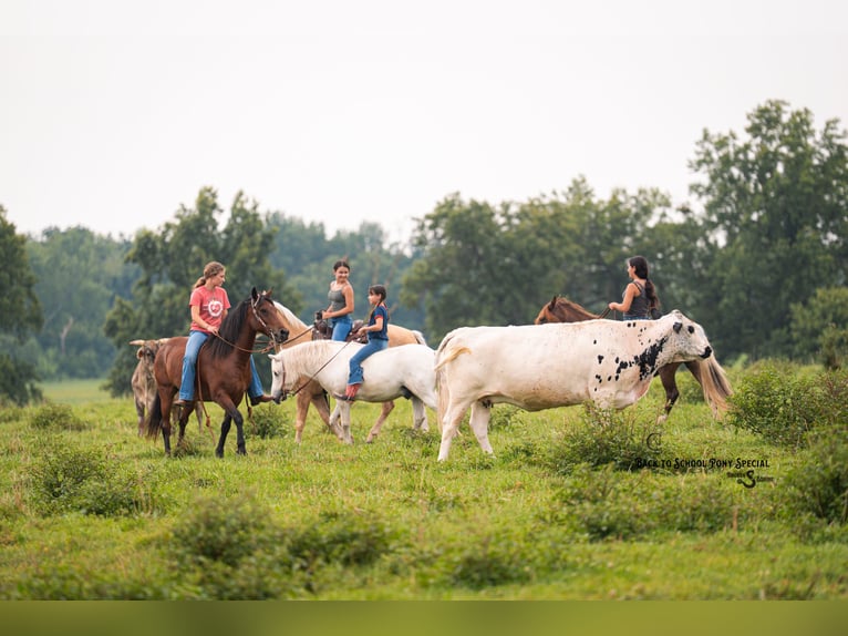 Welsh-C Mix Wallach 13 Jahre Rotbrauner in Clover