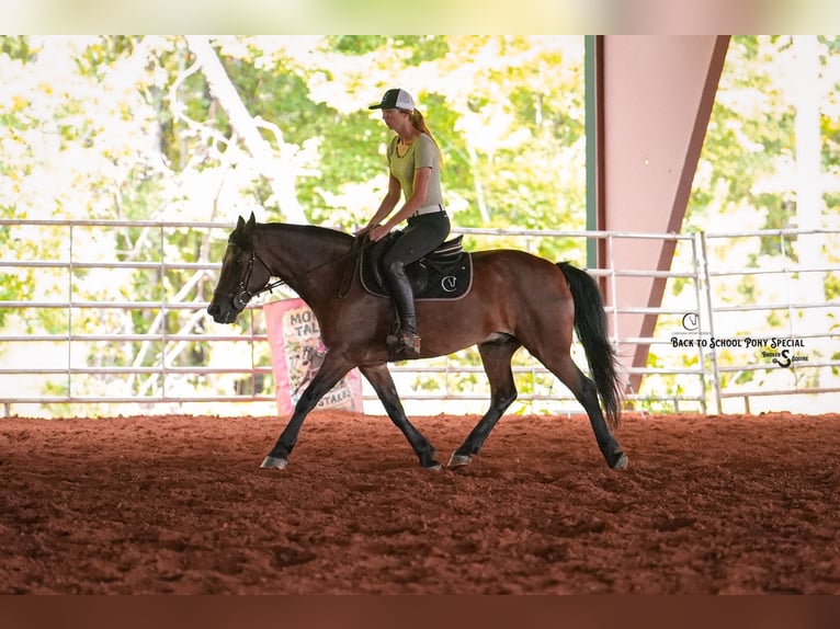 Welsh-C Mix Wallach 13 Jahre Rotbrauner in Clover