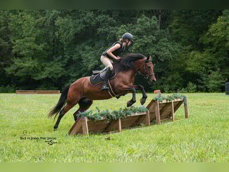 Welsh-C Mix Wallach 13 Jahre Rotbrauner in Clover