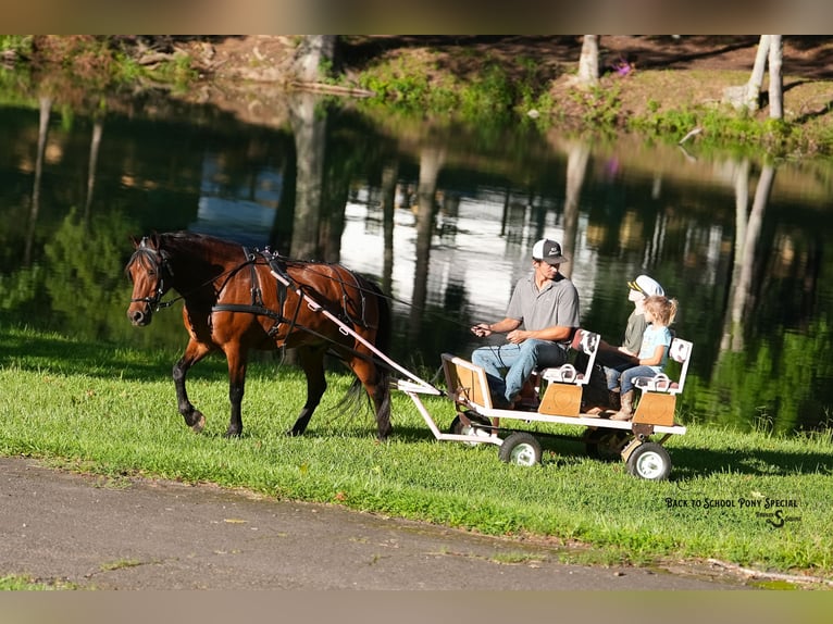 Welsh-C Mix Wallach 13 Jahre Rotbrauner in Clover