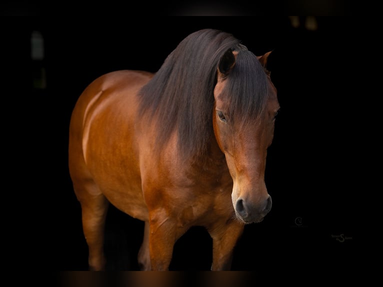 Welsh-C Mix Wallach 13 Jahre Rotbrauner in Clover