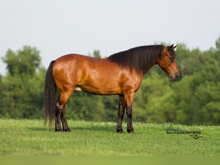 Welsh-C Mix Wallach 13 Jahre Rotbrauner in Clover