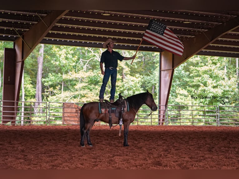 Welsh-C Mix Wallach 13 Jahre Rotbrauner in Clover