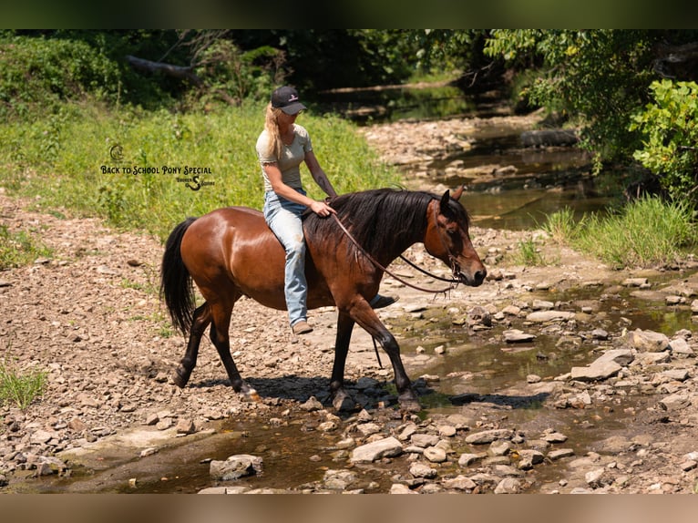 Welsh-C Mix Wallach 13 Jahre Rotbrauner in Clover