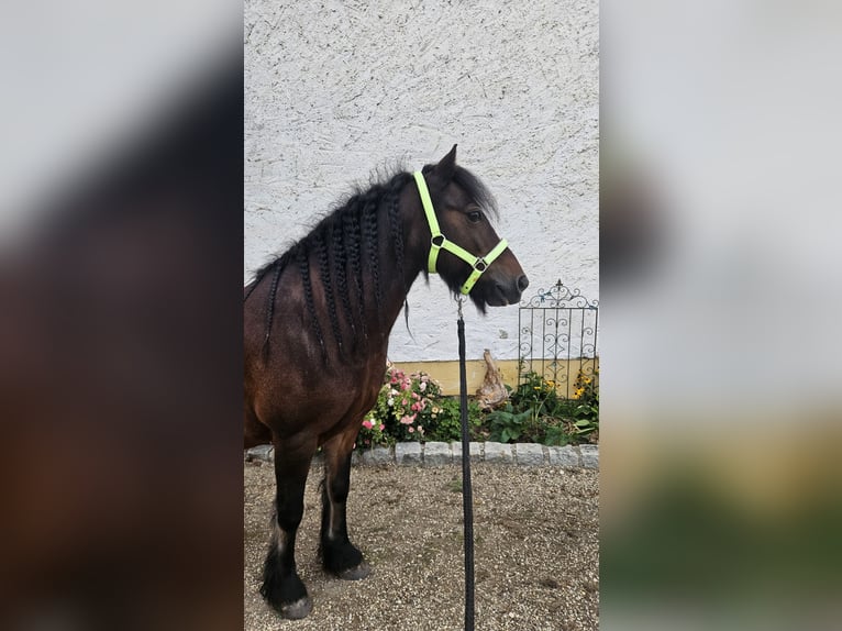 Welsh-C Wallach 14 Jahre 127 cm Brauner in Neumarkt-Sankt Veit