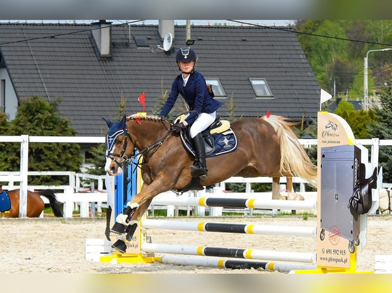Welsh-C Wallach 14 Jahre 133 cm Fuchs in Siemianowice Śląskie