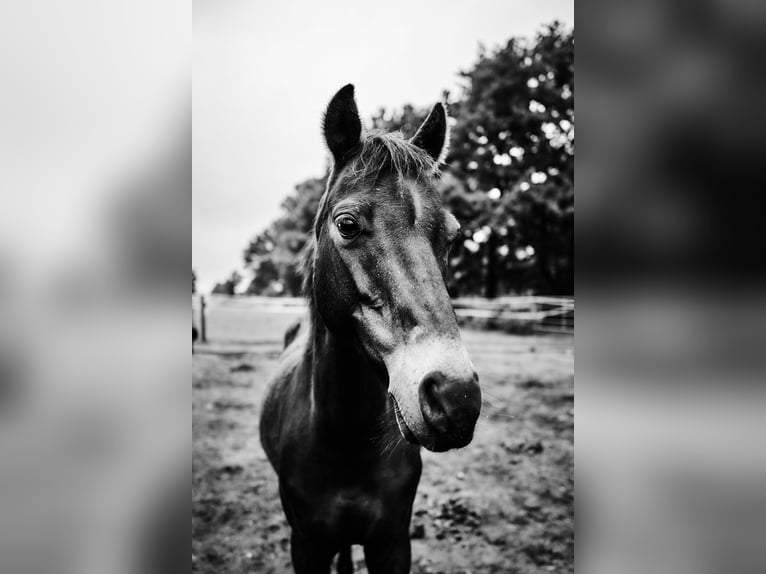Welsh-C Wallach 14 Jahre 134 cm Brauner in Hamburg Sülldorf