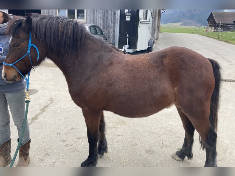 Welsh-C Wallach 15 Jahre 130 cm Brauner in Thüringen