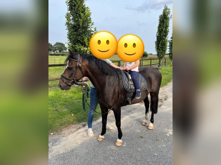 Welsh-C Wallach 15 Jahre 138 cm Dunkelbrauner in L&#xFC;dinghausen