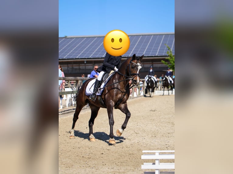 Welsh-C Wallach 15 Jahre 138 cm Dunkelbrauner in L&#xFC;dinghausen