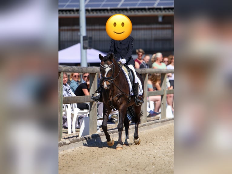 Welsh-C Wallach 15 Jahre 138 cm Dunkelbrauner in L&#xFC;dinghausen