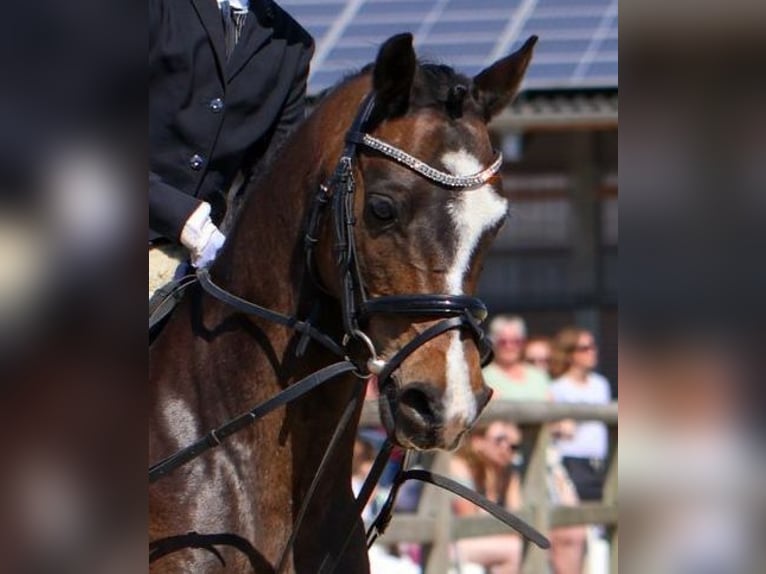 Welsh-C Wallach 15 Jahre 138 cm Dunkelbrauner in L&#xFC;dinghausen