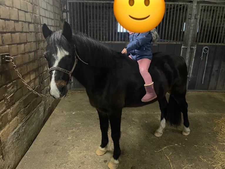 Welsh-C Wallach 15 Jahre 138 cm Dunkelbrauner in L&#xFC;dinghausen