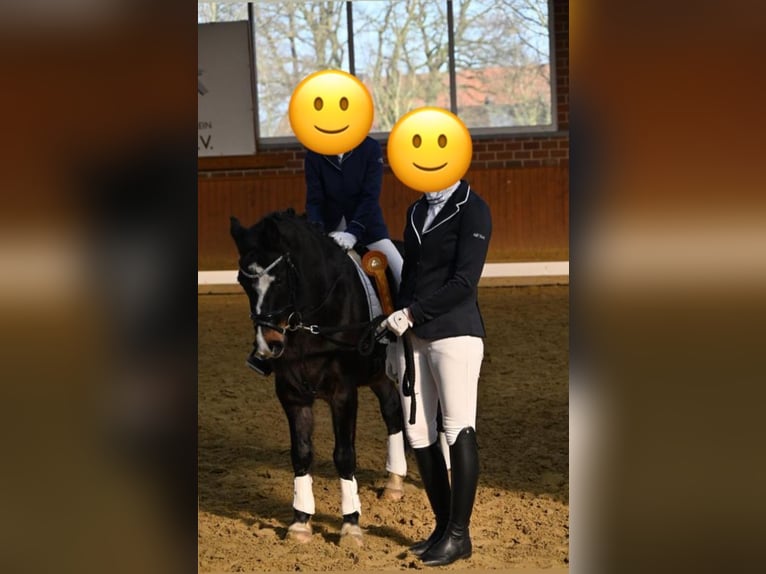 Welsh-C Wallach 15 Jahre 138 cm Dunkelbrauner in L&#xFC;dinghausen