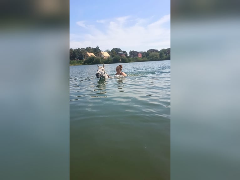 Welsh-C Wallach 16 Jahre 131 cm Apfelschimmel in Kutenholz