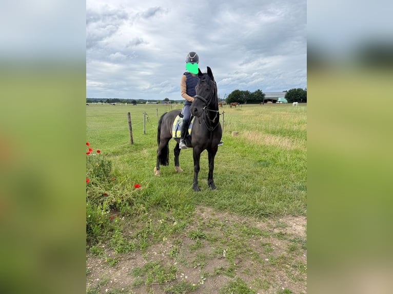 Welsh-C Wallach 17 Jahre 145 cm Rappe in Groesbeek