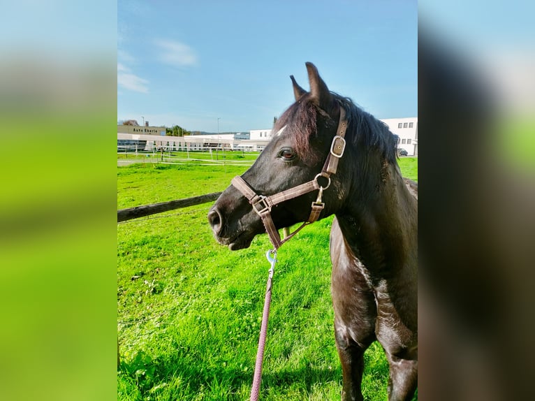 Welsh-C Wallach 18 Jahre 139 cm Rappe in Leinfelden-Echterdingen