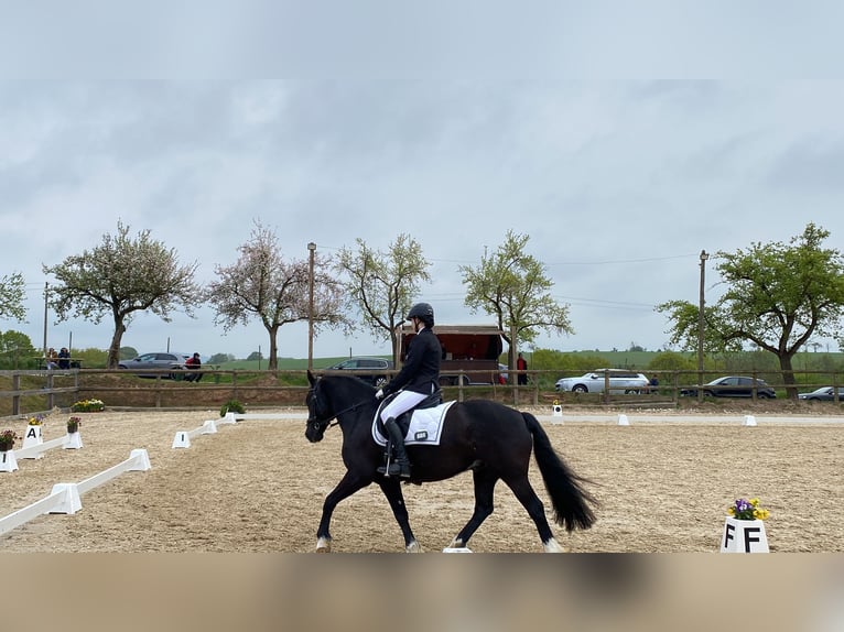 Welsh-C Wallach 19 Jahre 145 cm Rappe in Aschaffenburg