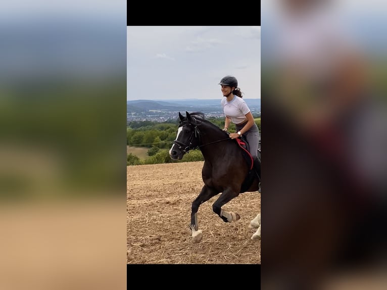 Welsh-C Wallach 19 Jahre 145 cm Rappe in Aschaffenburg