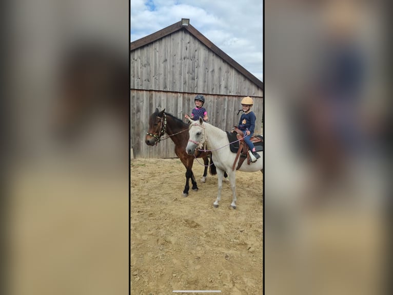 Welsh-C Wallach 21 Jahre 145 cm Brauner in Greven