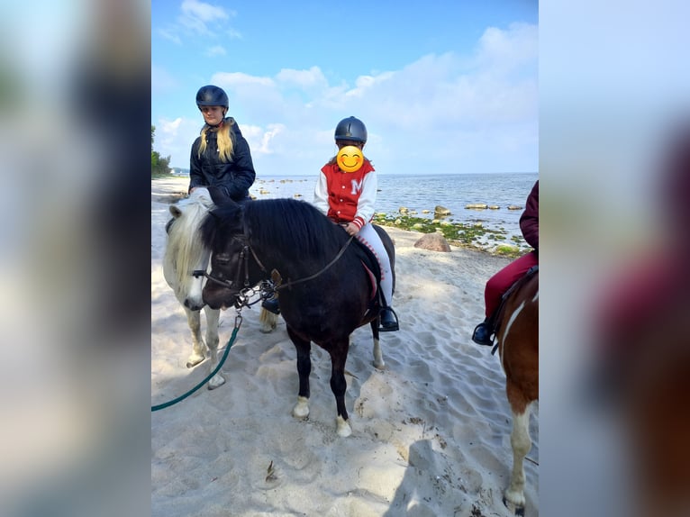 Welsh-C Mix Wallach 23 Jahre 130 cm Rappe in Rostock
