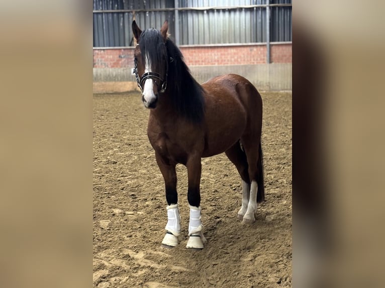 Welsh-C Wallach 2 Jahre 135 cm Brauner in Schwerte