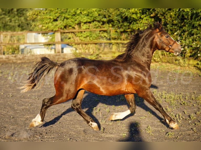 Welsh-C Wallach 2 Jahre 140 cm Brauner in Meerbusch