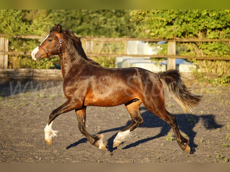 Welsh-C Wallach 2 Jahre 140 cm Brauner in Meerbusch