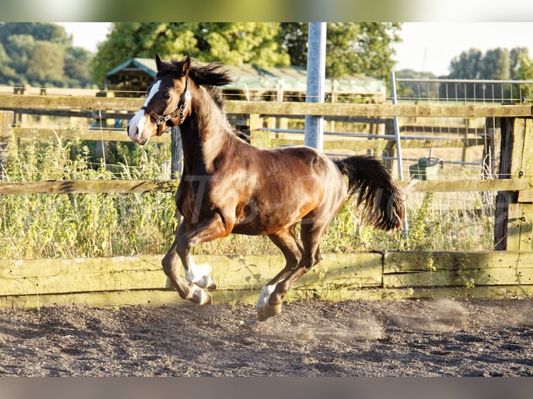 Welsh-C Wallach 2 Jahre 140 cm Brauner in Meerbusch