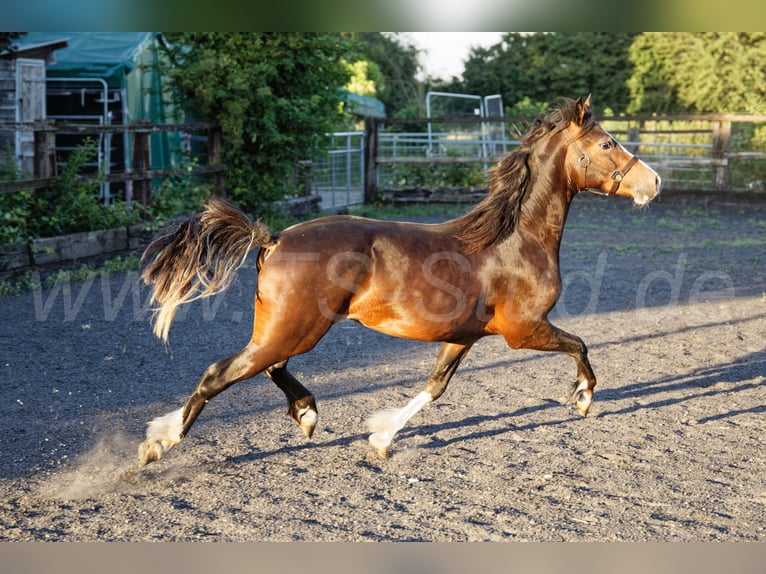 Welsh-C Wallach 2 Jahre 140 cm Brauner in Meerbusch