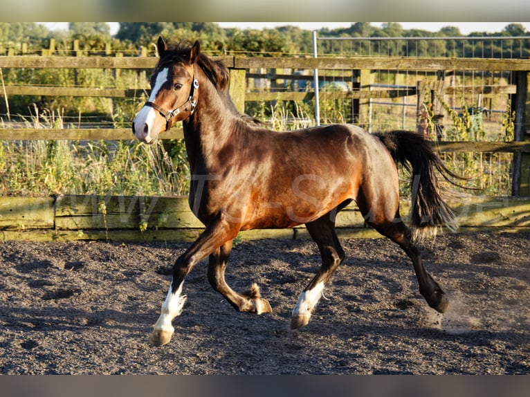 Welsh-C Wallach 2 Jahre 140 cm Brauner in Meerbusch