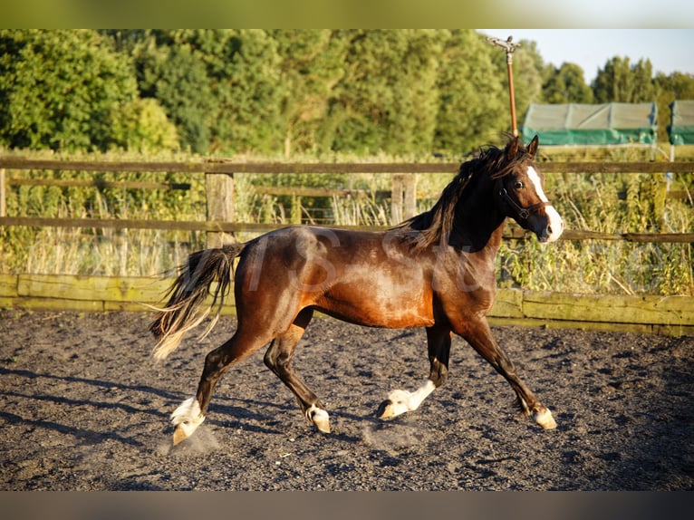 Welsh-C Wallach 2 Jahre 140 cm Brauner in Meerbusch