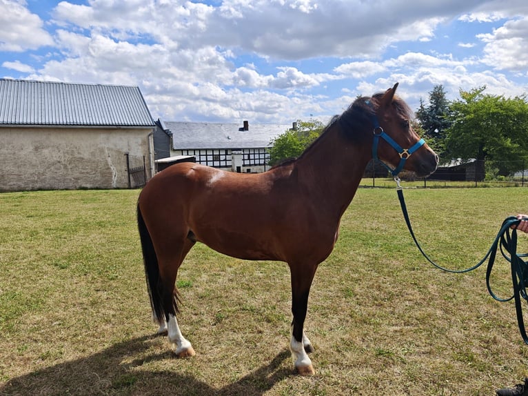 Welsh-C Wallach 3 Jahre 128 cm Brauner in Berga-Wünschendorf