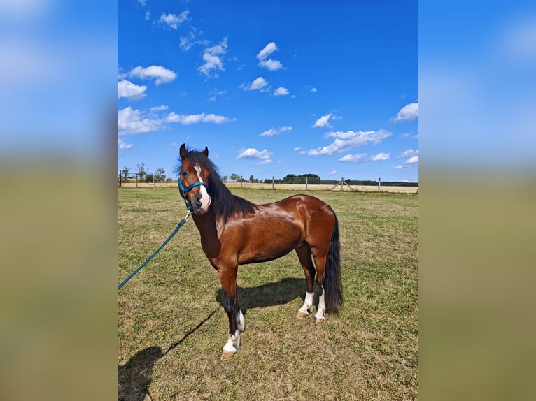 Welsh-C Wallach 3 Jahre 128 cm Brauner in Berga-Wünschendorf