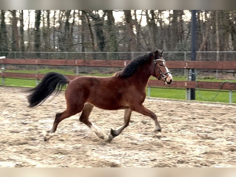 Welsh-C Wallach 3 Jahre 134 cm Brauner in Schaijk