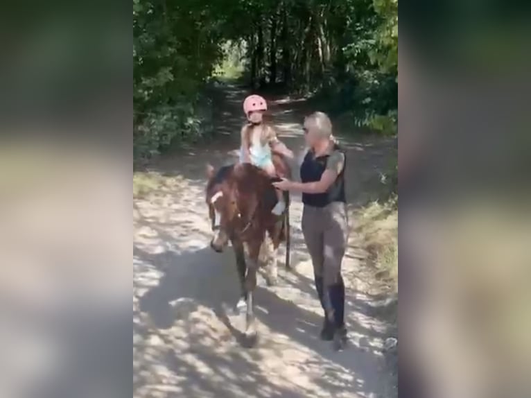 Welsh-C Wallach 3 Jahre 134 cm Brauner in Schaijk