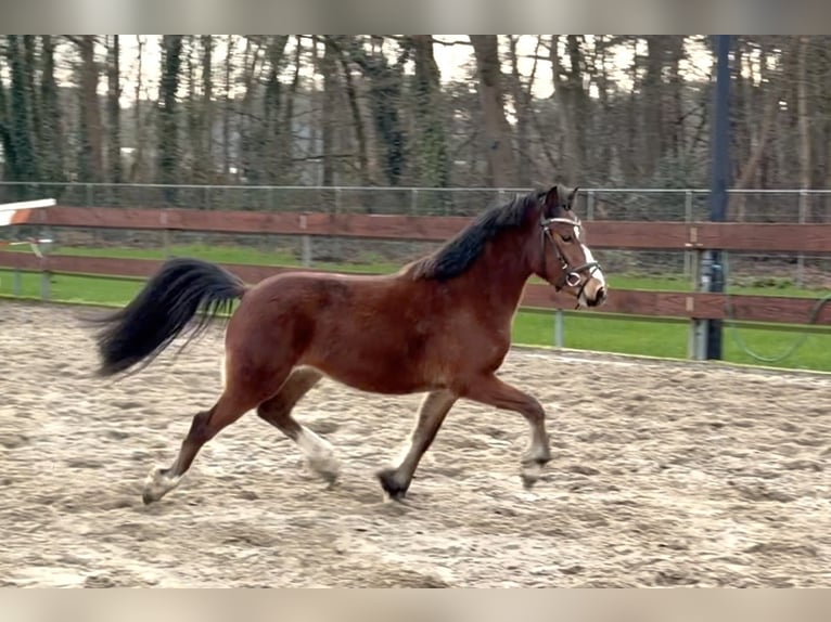 Welsh-C Wallach 3 Jahre 134 cm Brauner in Schaijk